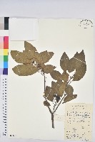 藏品(白臼)的圖片