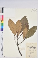 藏品(黧蒴栲)的圖片