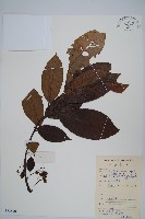 藏品(水東哥)的圖片