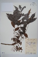 藏品(野漆、木臘樹)的圖片