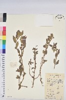 藏品(乳仔草)的圖片