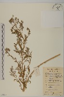 藏品(臭杏、土荊芥)的圖片