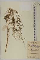 藏品(豬草、瘤果菊)的圖片