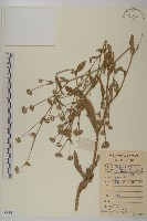 藏品(白花地膽草)的圖片