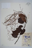 藏品(帘子藤)的圖片