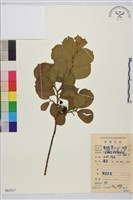 藏品(鈍齒鼠李)的圖片