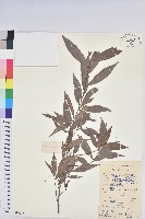 藏品(日本五月茶、南投五月茶)的圖片