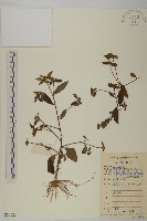 藏品(煙管草)的圖片