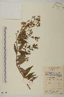 藏品(山白蘭)的圖片