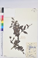 藏品(紅毛饅頭果)的圖片