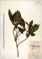 藏品(華八仙)的圖片