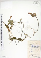 藏品(石吊蘭、吊石苣苔)的圖片
