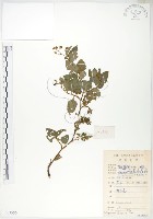 藏品(火炭母草、清飯藤)的圖片