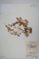 藏品(普剌特草)的圖片