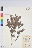 藏品(米飯花)的圖片