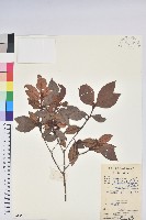 藏品(褐色杜鵑花)的圖片