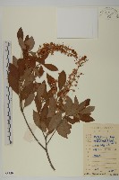 藏品(江南山柳)的圖片