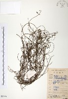 藏品(無根草)的圖片