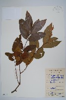 藏品(假鷹爪)的圖片