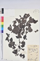 藏品(黑面神)的圖片