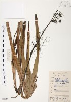 藏品(桔梗蘭)的圖片