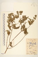 藏品(豨簽)的圖片