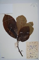 藏品(水東哥)的圖片