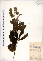 藏品(黃荊)的圖片