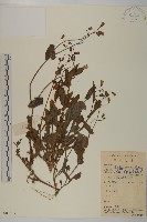 藏品(紫背草)的圖片