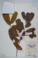 藏品(瓜馥木)的圖片