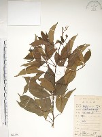 藏品(飛龍掌血)的圖片