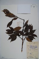 藏品(臺灣糊樗)的圖片