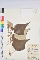 藏品(白匏子)的圖片