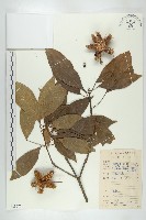 藏品(猴歡喜)的圖片