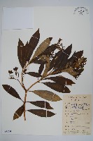 藏品(蘿芙木)的圖片