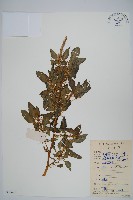 藏品(刺莧)的圖片