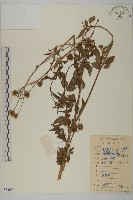 藏品(白花鬼針)的圖片