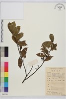 藏品(鈍齒鼠李)的圖片