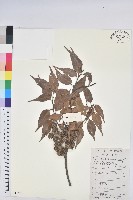 藏品(反刺苦櫧)的圖片