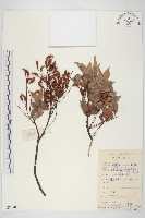 藏品(紅葉藤)的圖片