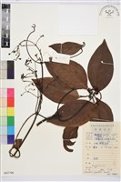 藏品(厚葉鐵線蓮)的圖片