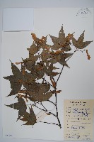 藏品(嶺南槭)的圖片