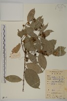 藏品(南華南蛇藤，青江藤)的圖片