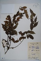 藏品(密毛假黃楊)的圖片