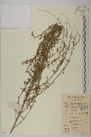 藏品(小艾、矮蒿)的圖片