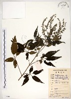 藏品(黃荊)的圖片