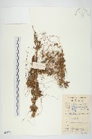 藏品(菟絲子)的圖片