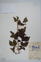 藏品(三葉五加)的圖片