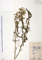 藏品(美洲假蓬)的圖片