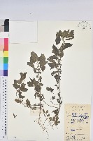 藏品(鐵莧菜)的圖片